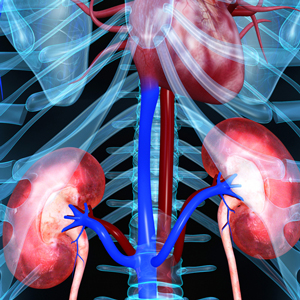 Kidney